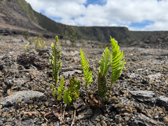 Polypodium pellucidum, photograph (c) Mike Butler, some rights reserved (CC BY)