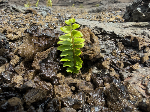 Polypodium pellucidum, photograph 5
