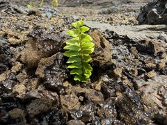 Polypodium pellucidum, photograph (c) Mike Butler, some rights reserved (CC BY)
