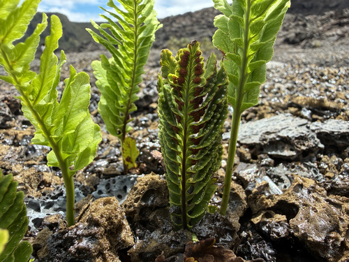 Polypodium pellucidum, photograph 2