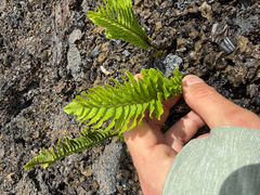 Polypodium pellucidum, photograph (c) Mike Butler, some rights reserved (CC BY)