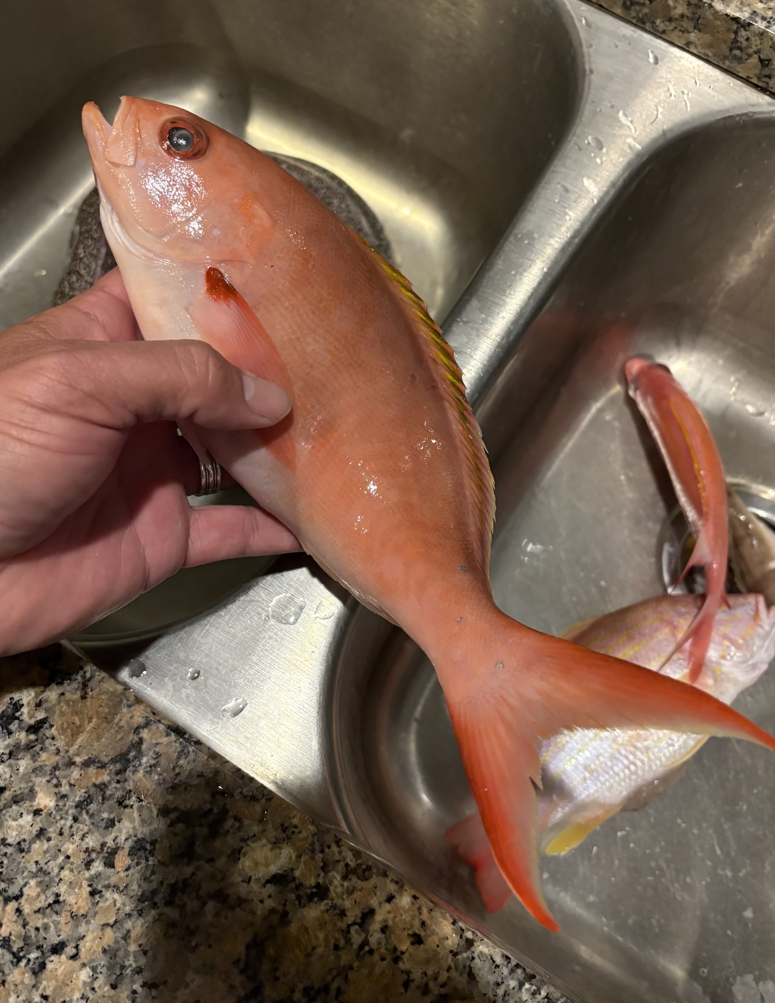Creole-Fish photo 6