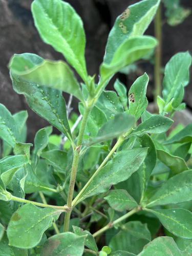 Venda Bride's Bush (Pavetta tshikondeni)