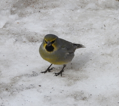 Melanodera xanthogramma