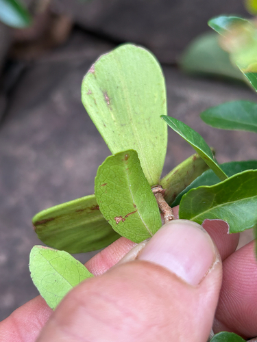valley paddlepod (Loeseneriella crenata)