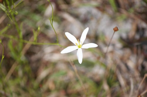 Shortleaf Rose Gentian (Sabatia brevifolia)
