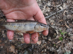 Erimyzon claviformis