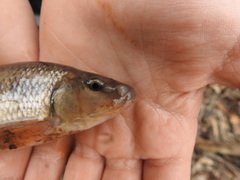 Erimyzon claviformis