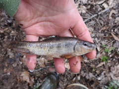 Erimyzon claviformis