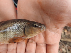 Erimyzon claviformis