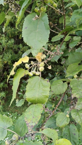 Mountain Lacebark (Hoheria lyallii)