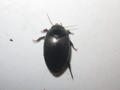 Agabus bipustulatus