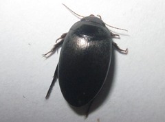 Agabus bipustulatus