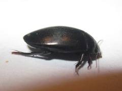 Agabus bipustulatus