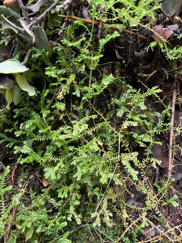 Selaginella kraussiana, 2026-03-20