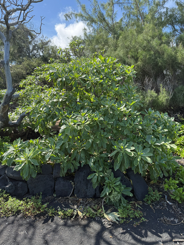 tree heliotrope (Heliotropium arboreum)
