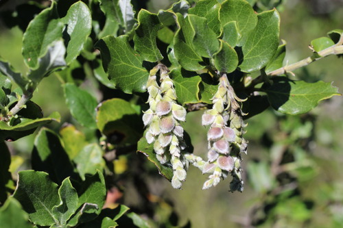 Coast silk tassel (Garrya elliptica)