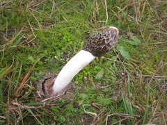 Phallus hadriani
