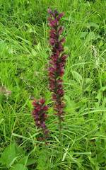 Pontechium maculatum