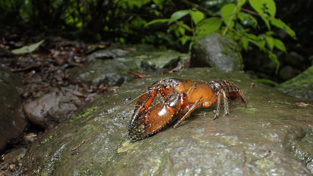 Embezee’s Crayfish