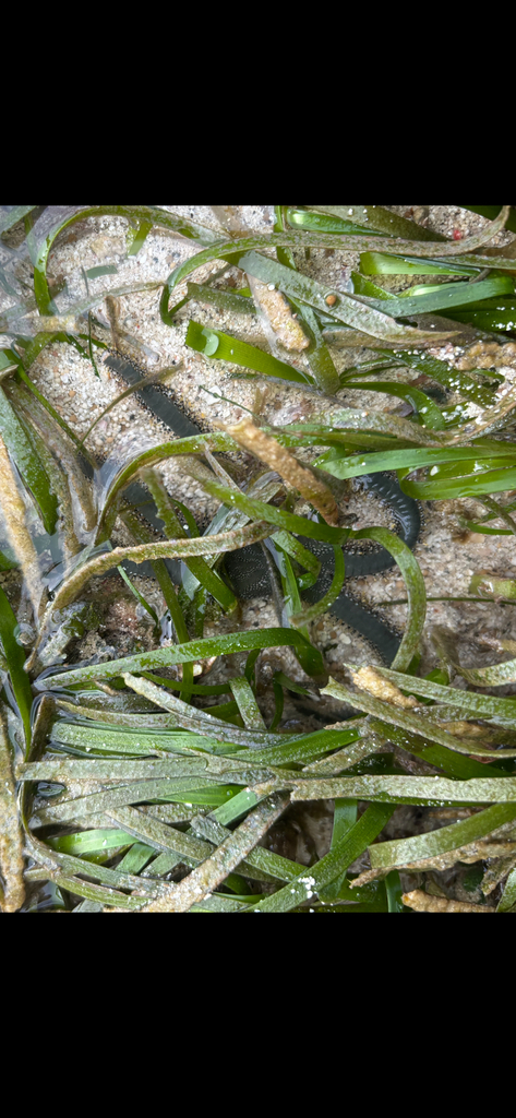 Large Brittle Star (Ophiarachna incrassata)