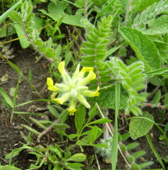 Astragalus dasyanthus