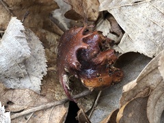 Andricus dentimitratus