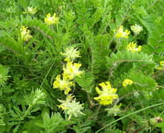 Astragalus dasyanthus