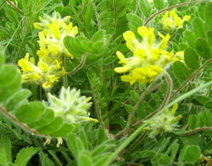 Astragalus dasyanthus