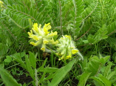 Astragalus dasyanthus