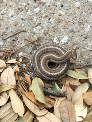 Tropidoclonion lineatum