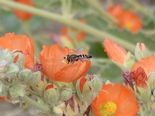 Unknown species found near W Howell Ave, Ridgecrest, CA, US