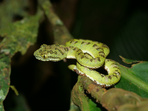 Ecuadorian Eyelash-Viper