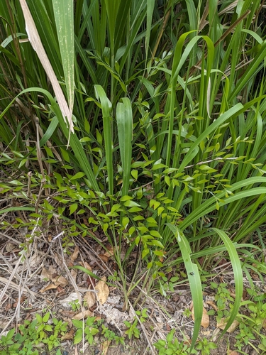 Bowenia serrulata, photograph 1