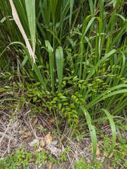 Bowenia serrulata, photograph author not stated, no rights reserved