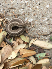 Tropidoclonion lineatum