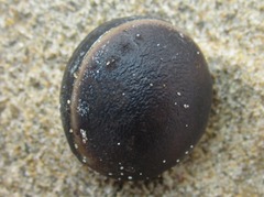 Mucuna sloanei
