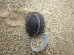 Mucuna sloanei