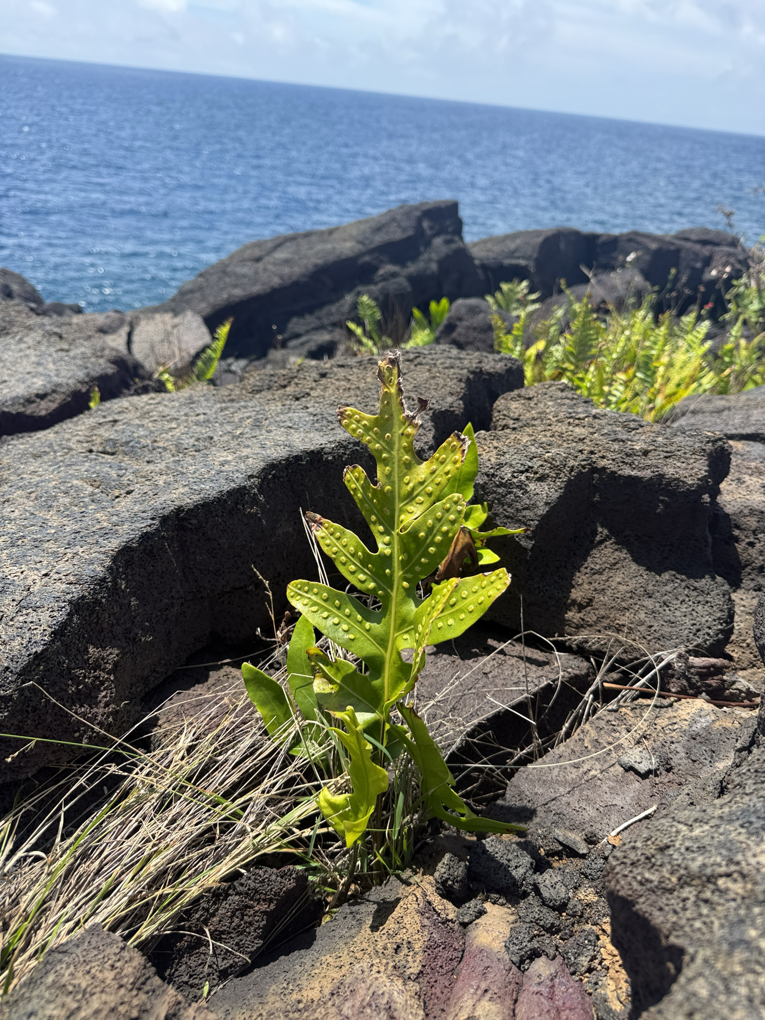 Musk Fern (Microsorum grossum)