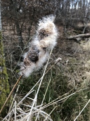 Typha shuttleworthii