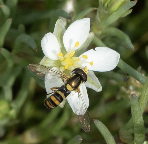 Unknown species found near Alameda County, CA, USA