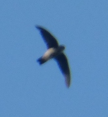 Aerodramus elaphrus