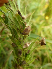 Heteroptera