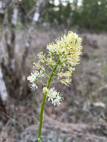 Toxicoscordion nuttallii, photograph 6