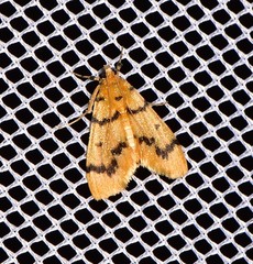 Dichocrocis clytusalis