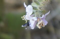 Frieseomelitta nigra