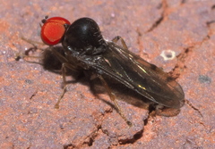 Syneches simplex