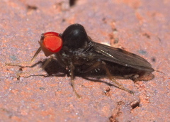 Syneches simplex