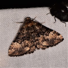 Aporoctena scierodes