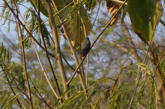 Cynanthus doubledayi